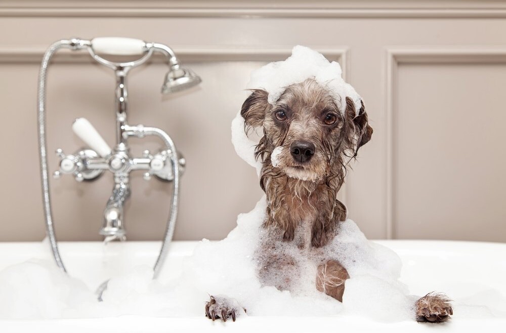 The Laundry Room has Gone to the Dogs! Making Your Home More Pet-Friendly